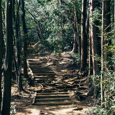 日本又有76人疑因服用小林制药红曲保健品死亡